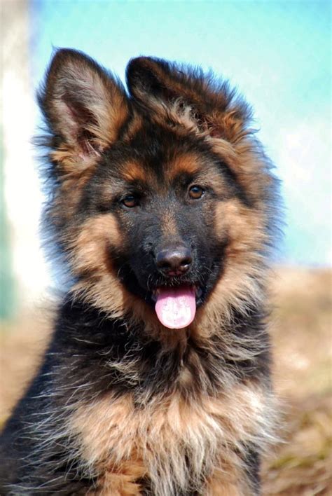 Long Haired German Shepherd Puppies – How Much Do We Know?