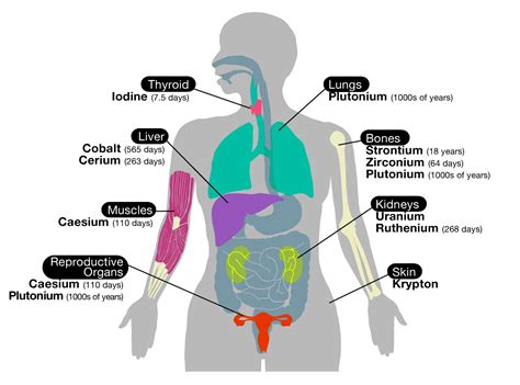 Diagrams of Body Organs | Human body organs, Body diagram, Body organs diagram