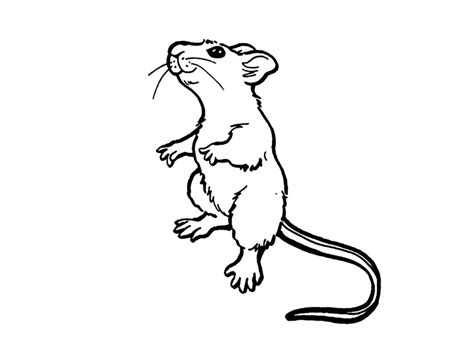 Free Printable Rat Coloring Pages For Kids