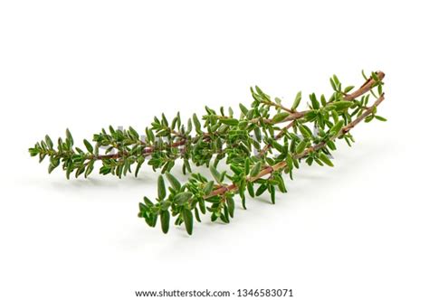 8,241 Thyme Sprigs Images, Stock Photos & Vectors | Shutterstock