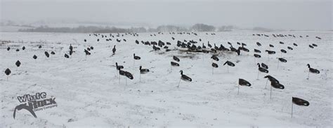 Decoy Spread Photos: Canada Goose Windsocks – White Rock Decoys