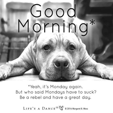 Monday | Good morning meme, Happy monday morning, Monday humor