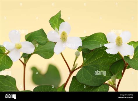 houttuynia cordate fish herb with flower, chinese medicine Stock Photo - Alamy