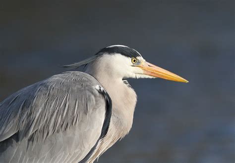 Brian's birding blog: Grey Heron