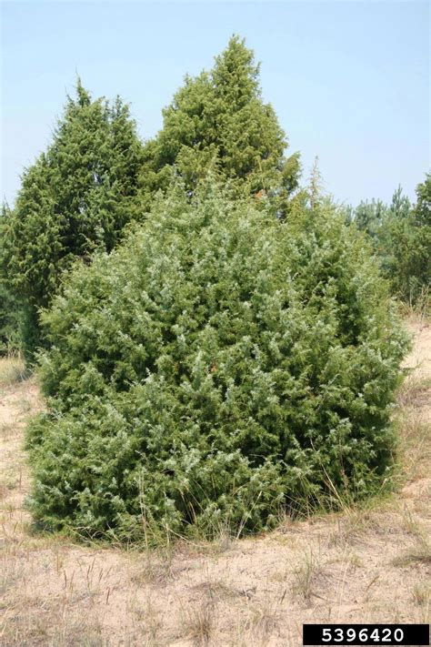 common juniper, Juniperus communis (Pinales: Cupressaceae) - 5396420