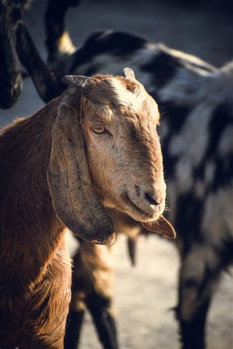 Close-up Photo of Anglo-Nubian Goat · Free Stock Photo