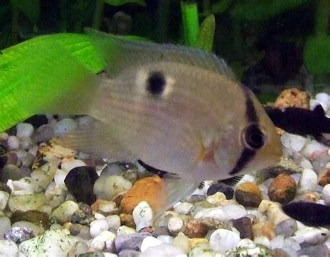 Keyhole cichlid Care Guide: Diet, Tank Mates, Diseases, Breeding & More