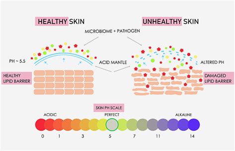 What Is The Skin Barrier? How To Repair Using Best Hydrators