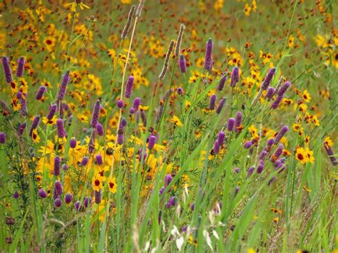 Prairie Plants | Prairie planting, Garden landscape design, Rock garden landscaping