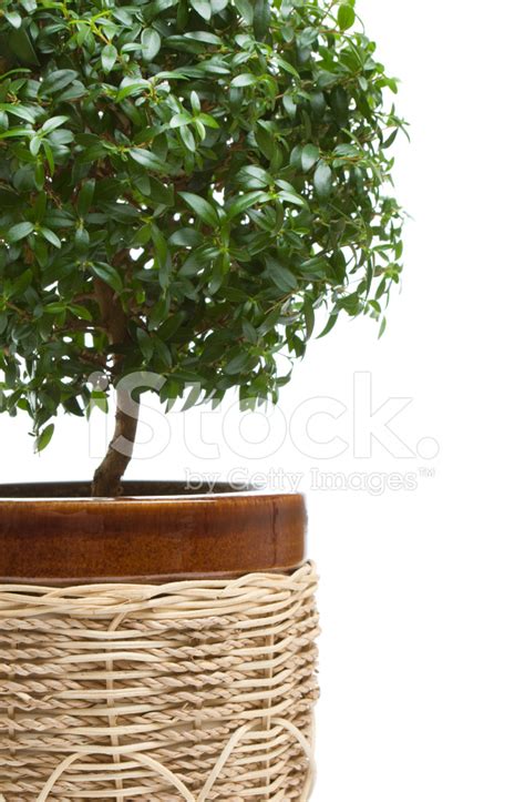 Myrtle Tree Stock Photo | Royalty-Free | FreeImages