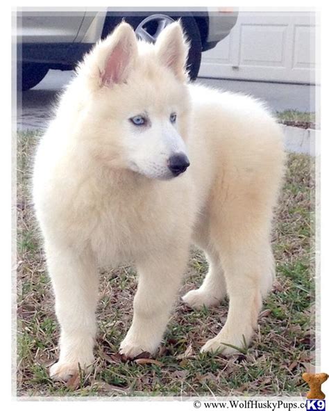 WHITE BLUE EYED HYBRID MALE IN FLORIDA