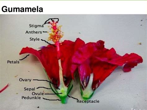 Parts Of Gumamela Flower And Their Functions Ppt | Best Flower Site