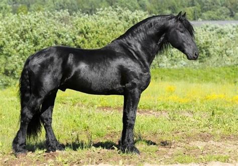 Friesian Horse Breed Guide: Facts, History, & Colors