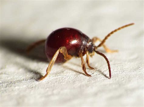 Spider Beetle FAQ: Do Spider Beetles Bite? How to Prevent Them ...