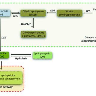 | Simplified pathway of de novo sphingolipid synthesis. Serine... | Download Scientific Diagram