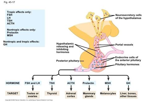 Ap chap 45 hormones and