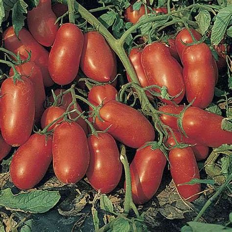 10 Best Tomato Varieties to Grow