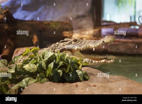 Cuban Crocodile at Flå Bear Park Norway Stock Photo - Alamy