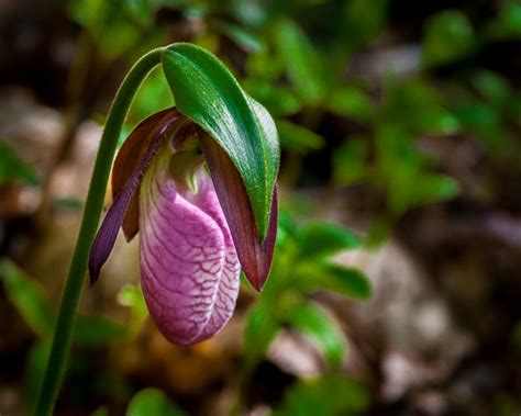 «Moccasin Flower» HD Wallpapers