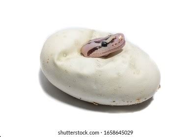 957 Snake Hatching Images, Stock Photos & Vectors | Shutterstock