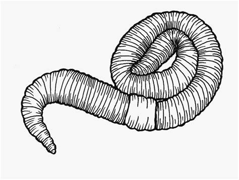 worm drawings clipart 10 free Cliparts | Download images on Clipground 2024