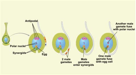 Double Fertilization in Angiosperms : Process & Significance of Double Fertilization