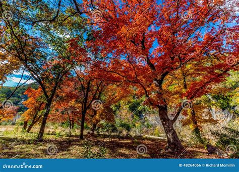 Bright Orange Fall Leaves of Lost Maples State Park, Texas Stock Photo - Image of brook, creek ...