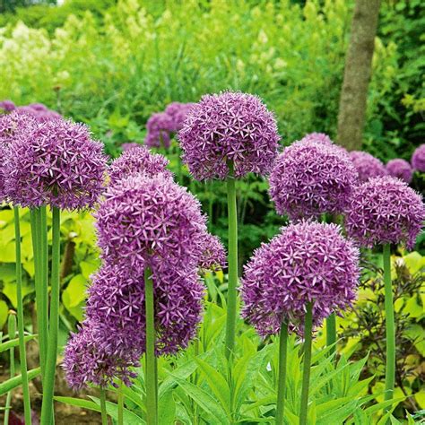 1 Allium Globemaster Globe Master Giant 8" Flower Large Live Plant Bulb Yard, Garden & Outdoor ...