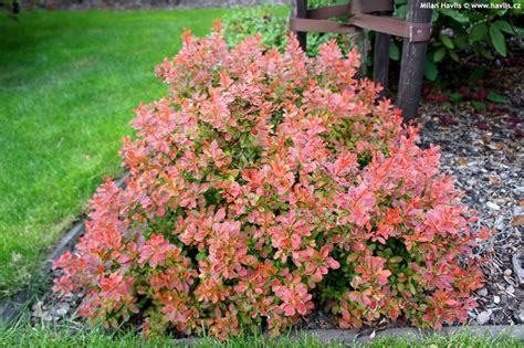 Berberis thunbergii ‘Admiration’ | Kiefer Nursery: Trees, Shrubs, Perennials