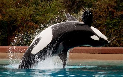 An Orca Dolphin Got Stuck On Sharp Rocks And Was Crying Until A Group Of Men Did This