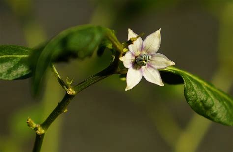 Red Chilli Flower | MFannuar | Flickr