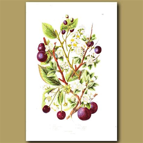 Sloe, Bullace, Plum and Bird Cherry. Genuine antique print for sale.