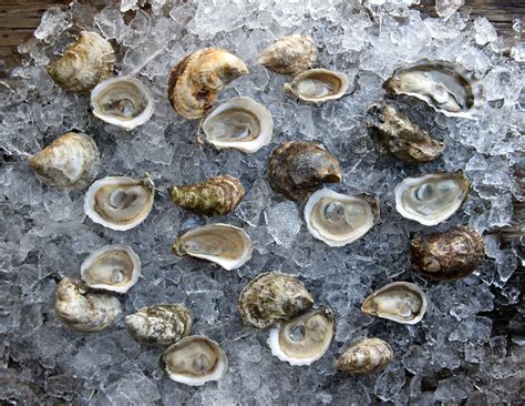 Edible on the Road: Blue Island Oyster Farm | Edible Long Island