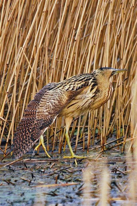 Bittern | Pet birds, Bird photo, Bird photography