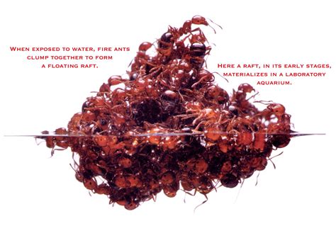 Fire Ants Extermination | Pest Control of Bed Bugs, Fleas and Cockroaches.