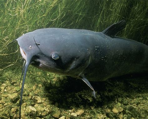 HD wallpaper: close up photo of black catfish, Channel Catfish, Lake ...