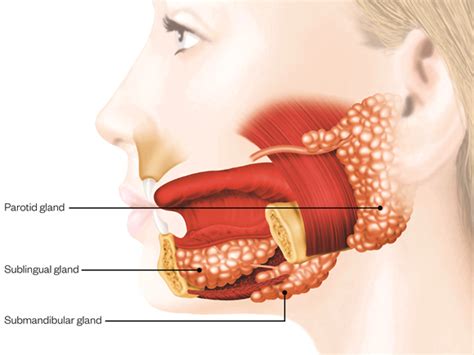 Why do we need saliva? - San Jose Dental Health Care | San Jose Dentist