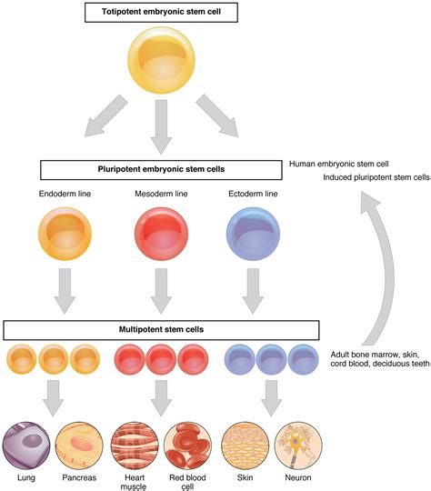 This flow chart shows the differentiation of stem cells into different ...