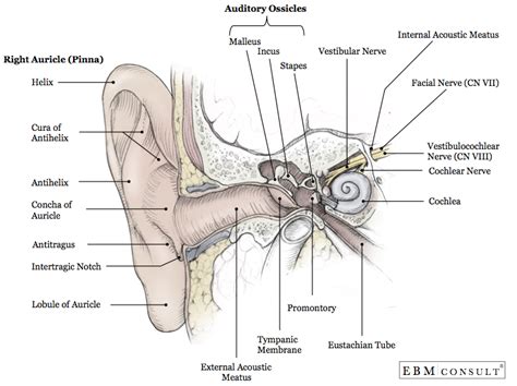 Anatomy: Ear (Outer, Middle, Inner)