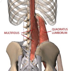 Poor Posture and Tight Lower Back Muscles