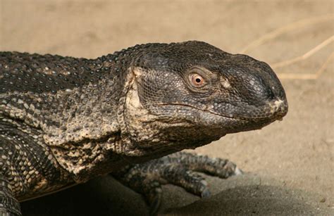 6 Best Pet Monitor Lizard Species - PetHelpful