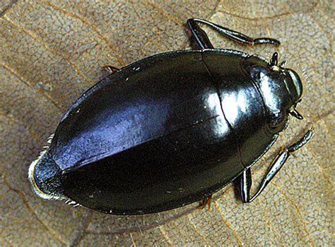 Whirligig beetle - Alchetron, The Free Social Encyclopedia