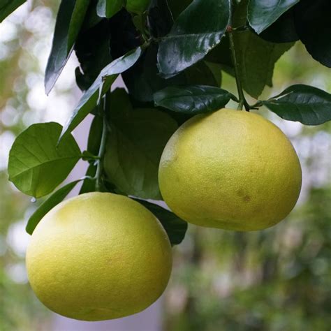 Florida Grapefruit Trees For Sale | Backyard Citrus Trees