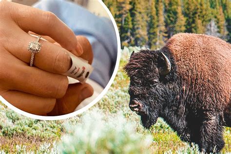 Yellowstone Bison Attack Survivor Says 'Yes' to Hospital Proposal