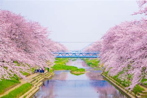 Free Images : plant, flower, river, spring, green, natural, botany, japan, flora, cherry blossom ...