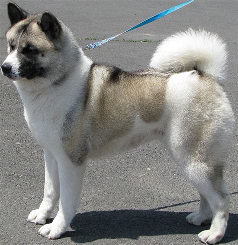 Akita Puppy | Akita Inu Puppy Pictures