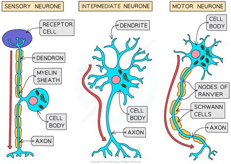 Neurones | CIE A Level Biology Revision Notes 2025