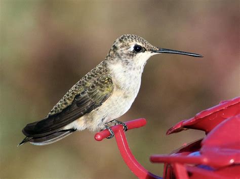 Black-chinned Hummingbird | Celebrate Urban Birds