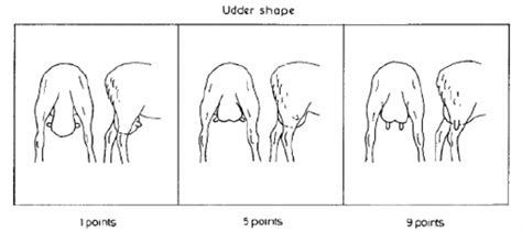 Linear scale system for udder shape evaluation where udder shape 1 ...