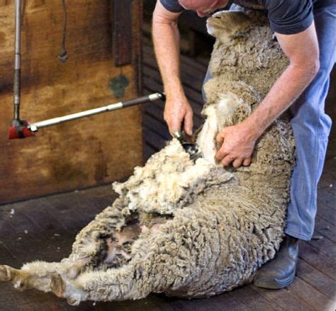 Sheep Shearing Information & Guide | Sheep shearing, Sheep, Shearing